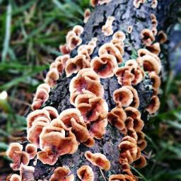 wppautumnvibes photography nature fungi branch