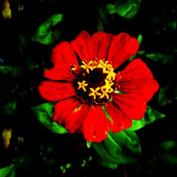 flower neon red orange green